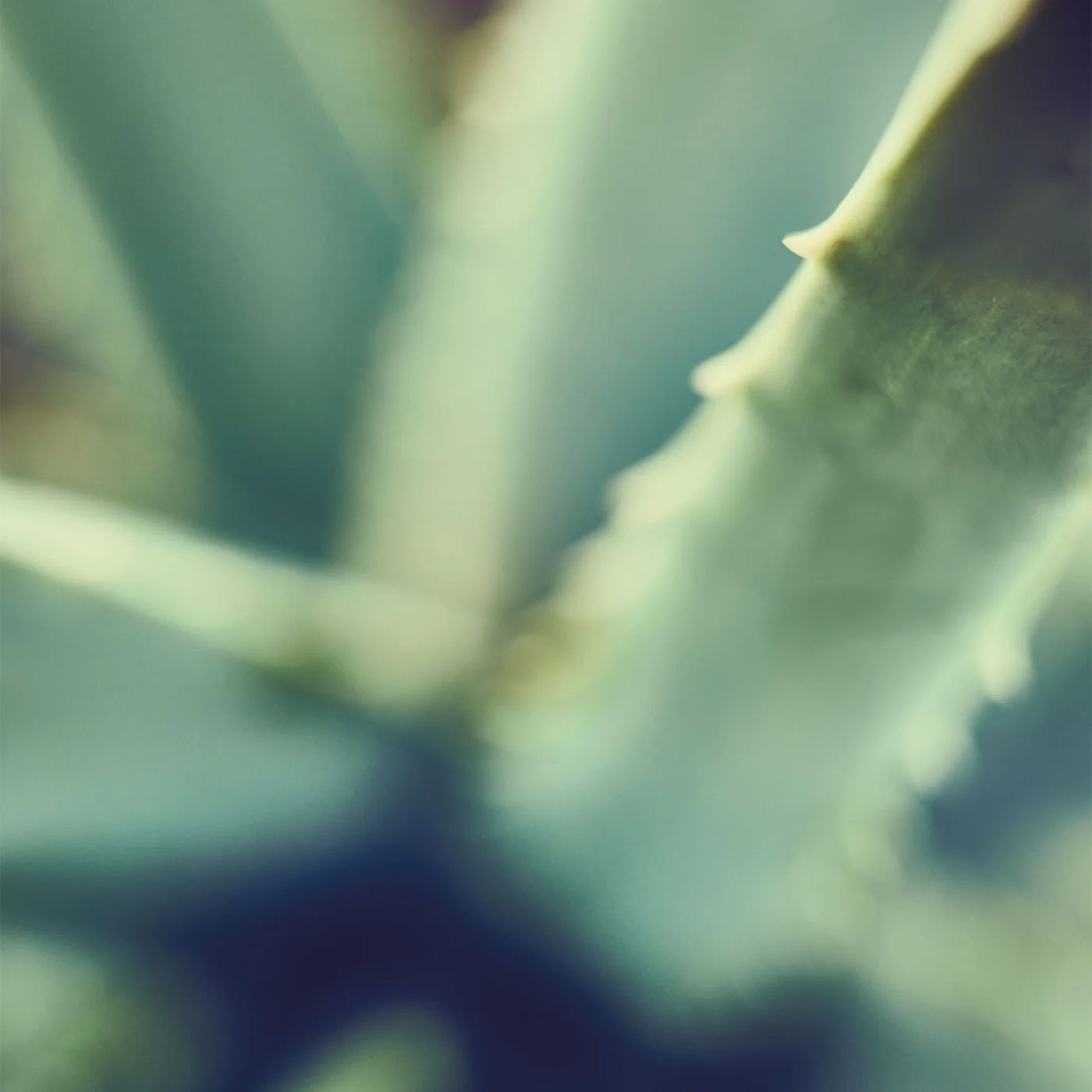 德國 Santaverde |aloe vera gel pur 50ml