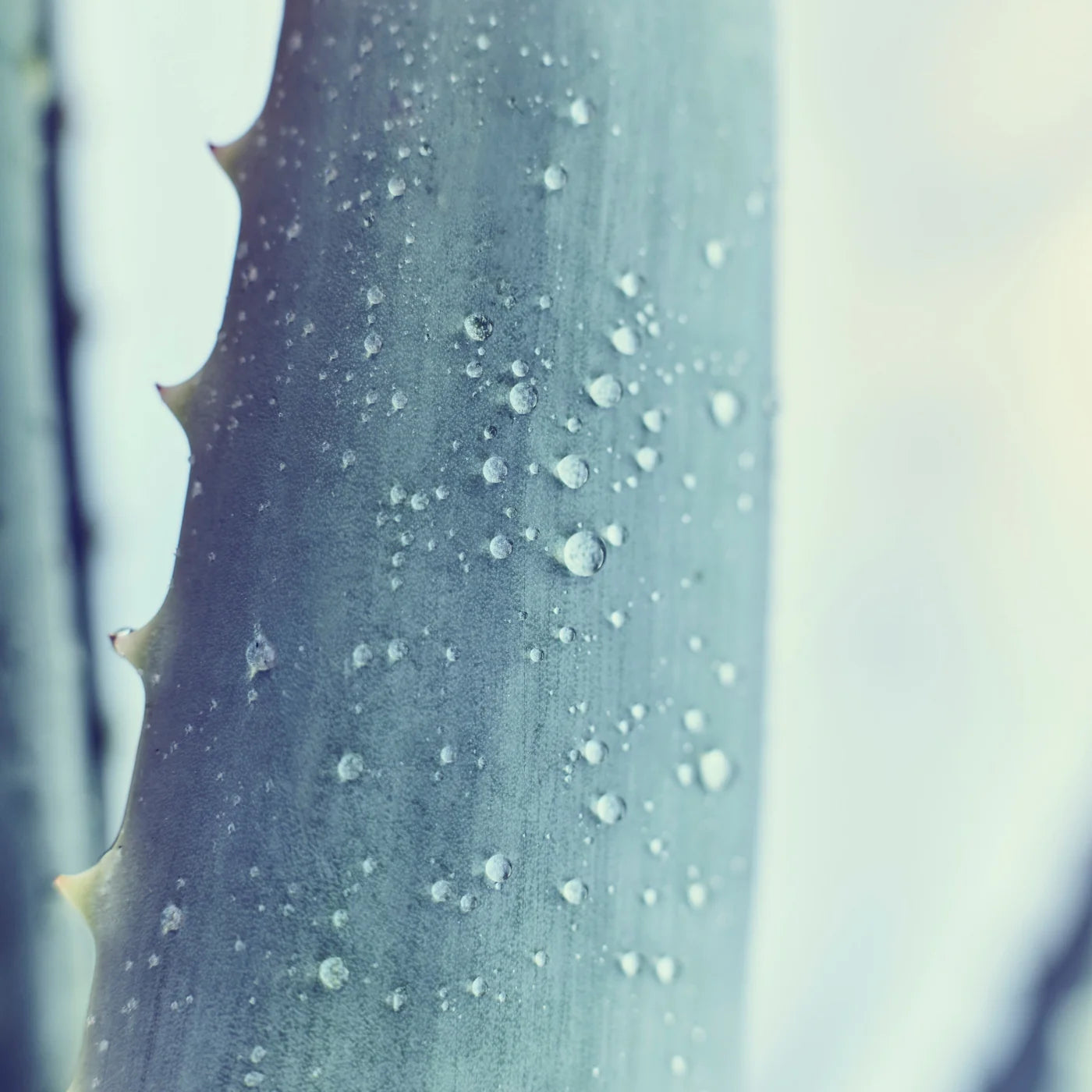 德國 Santaverde ｜aloe vera gel pur mit Duft