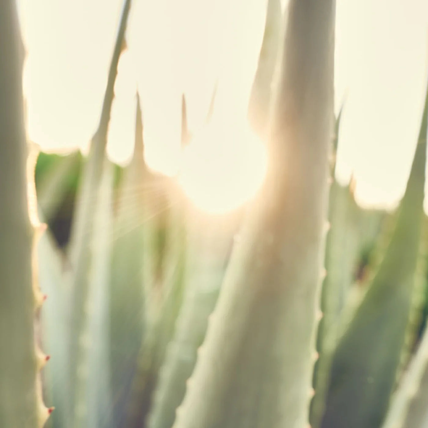 德國 Santaverde ｜aloe vera gel pur 100ml