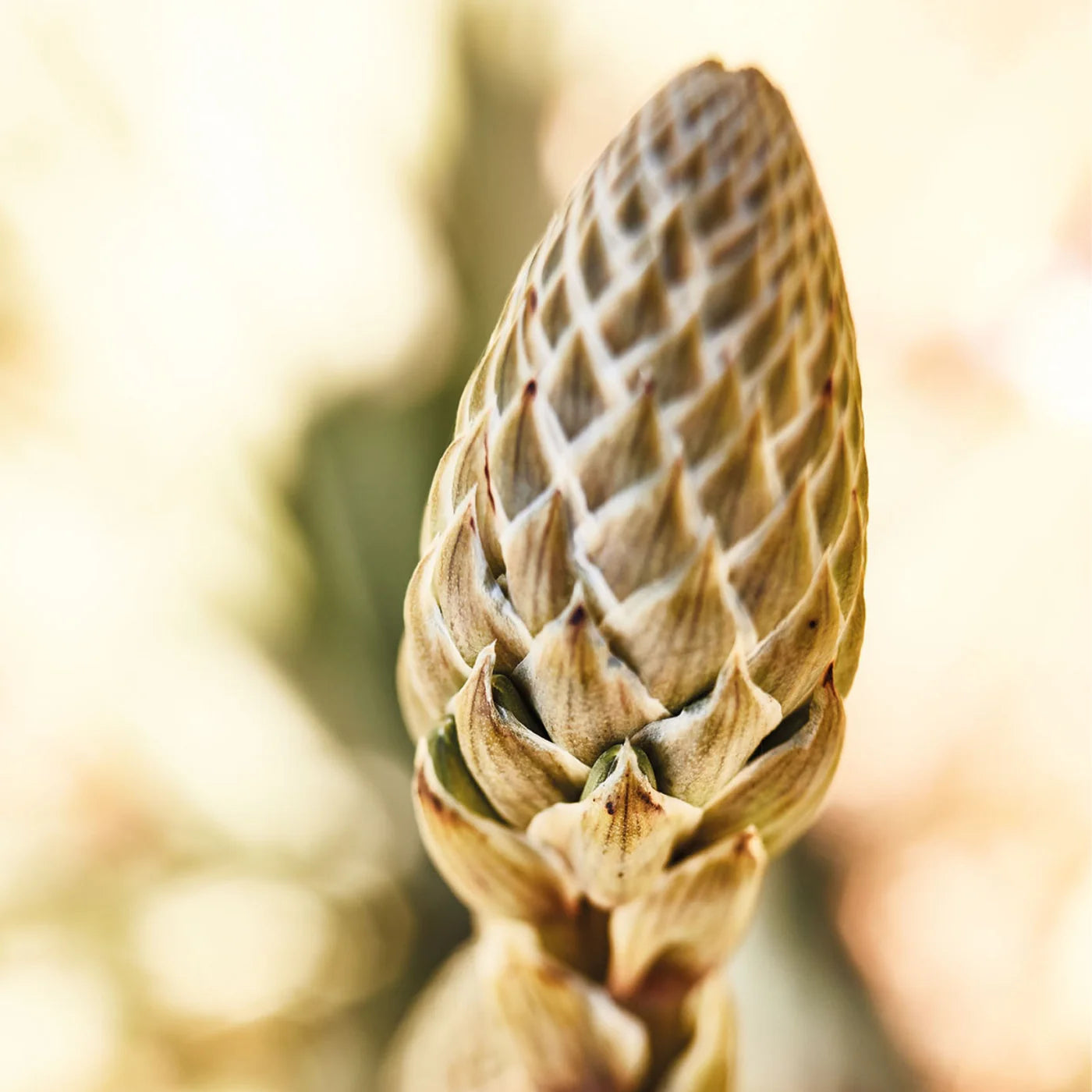 德國 Santaverde 抗衰老油｜age protect oil